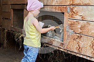 A little girl feeds carrots to rabbits sitting in a cage. Selective focus