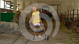 Little girl feeds a goat on a farm