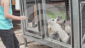 A little girl feeds green grass rabbits in a cage in a contact zoo in the summer