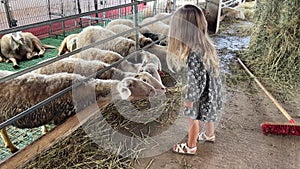 Little girl feeds hay to the sheep in the paddocks, pulling bundles from the haystack