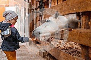 Little girl feeds the horse. Jockey, hippodrome, horseback riding