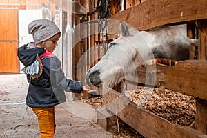 Little girl feeds the horse. Jockey, hippodrome, horseback riding