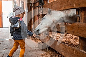 Little girl feeds the horse. Jockey, hippodrome, horseback riding