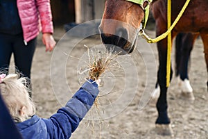 A little girl feeds horses with hay from her hands