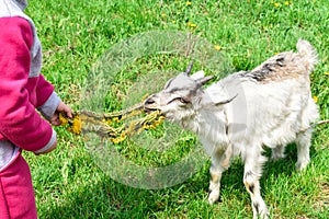 Little girl feeds a white goat with yellow dandelions on the lawn in sunny summer.