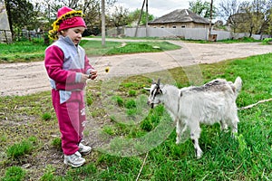 Little girl feeds a white goat with yellow dandelions on the lawn in sunny summer.