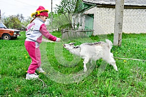 Little girl feeds a white goat with yellow dandelions on the lawn in sunny summer.