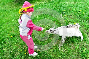 Little girl feeds a white goat with yellow dandelions on the lawn in sunny summer.