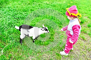 Little girl feeds a white goat with yellow dandelions on the lawn in sunny summer.