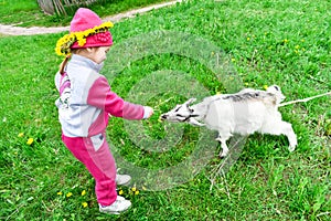 Little girl feeds a white goat with yellow dandelions on the lawn in sunny summer.