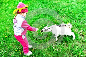 Little girl feeds a white goat with yellow dandelions on the lawn in sunny summer.