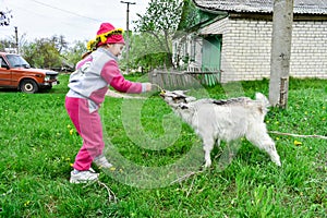 Little girl feeds a white goat with yellow dandelions on the lawn in sunny summer.