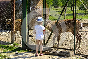 A little girl feeds a young deer in a zoo in the summer during t