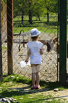 A little girl feeds a young deer in a zoo in the summer during t