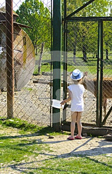 A little girl feeds a young deer in a zoo in the summer during t