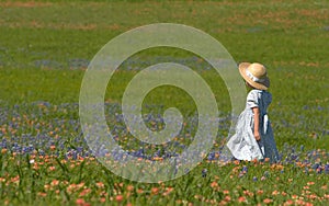 Little girl in field of bluebonnets