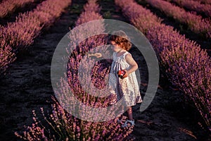 Little girl in flower dress play among the rows of purple lavender in field. Allergy concept