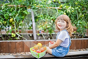 Little girl in the garden, holding red organic tomato