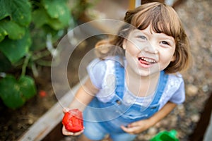 Little girl in the garden, holding red organic tomato