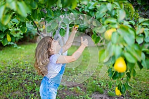 Little girl at the garden, organic fruits, pear tree