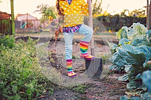 Little girl gardener in vegetables garden holding fresh biologic just harvested carrots