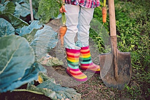 Little girl gardener in vegetables garden holding fresh biologic just harvested carrots