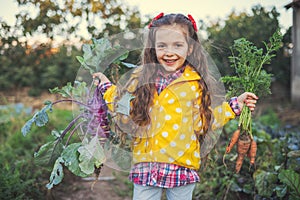 Little girl gardener in vegetables garden holding fresh biologic just harvested carrots and kohlrabi