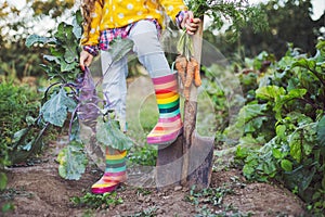 Little girl gardener in vegetables garden holding fresh biologic just harvested carrots and kohlrabi