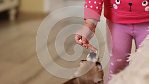 Little girl give sweetness to chihuahua dog