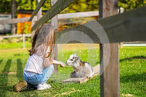 Little girl give to eat a goat on the farm