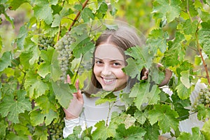 Little girl with grapes outdoors. Smiling happy kid eating ripe grapes on grapevine background. Kid picking ripe grapes