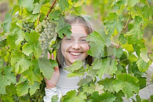 Little girl with grapes outdoors. Smiling happy kid eating ripe grapes on grapevine background. Kid picking ripe grapes