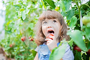 Little girl in the greenhouse with tomato plants