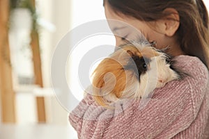 Little girl with guinea pig at home, space for text. Childhood pet