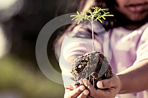 Little girl hand holding young tree for prepare plant on ground