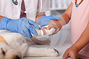Little girl hands help veterinary healthcare professional to put bandage on her puppy dog paw