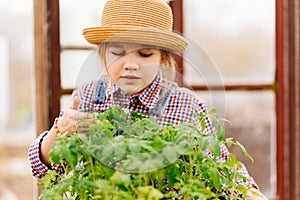 a little girl in a hat looks at the seedlings in the greenhouse.