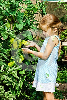 Little girl helping her mother with tomato in the garden