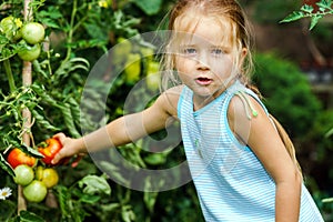 Little girl helping her mother with tomato in the garden