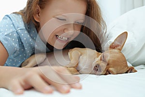 Little girl with her Chihuahua dog in bed. Childhood pet