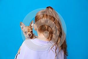 Little girl with her Chihuahua dog on light blue background, back view. Childhood pet