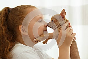 Little girl with her Chihuahua puppy indoors. Baby animal