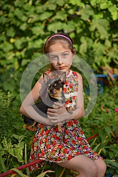 A little girl with her pet chihuahua dog