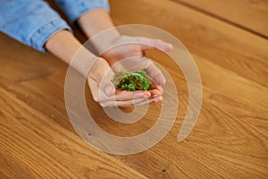 Little girl hold in hand microgreen, healthy food concept