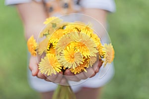 Little girl holding a bouquet of dandelions