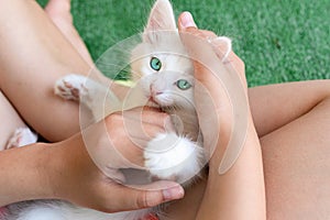 Little girl holding and caress cat, white green-eyed small beautiful kitten. Girl holding and stroking pet, talk it