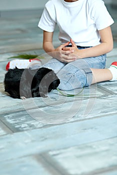 Little girl holding and feeding black guinea pig, domestic animal