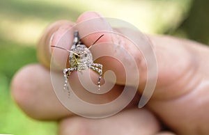 Little girl holding a grasshopper between her fingers