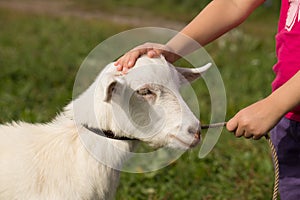 Little Girl Holding Leash And Stroking Goat On Meadow.