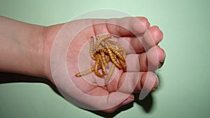 A little girl holding Mealworms, reptile live food, insects. mealworm, larva